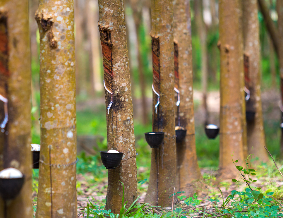 Pohon Karet